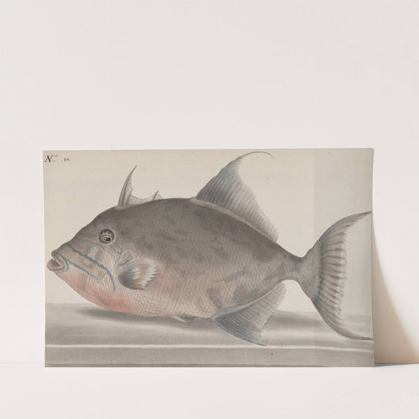 Natural history of Saint Domingue Pl.071 by René de Rabié