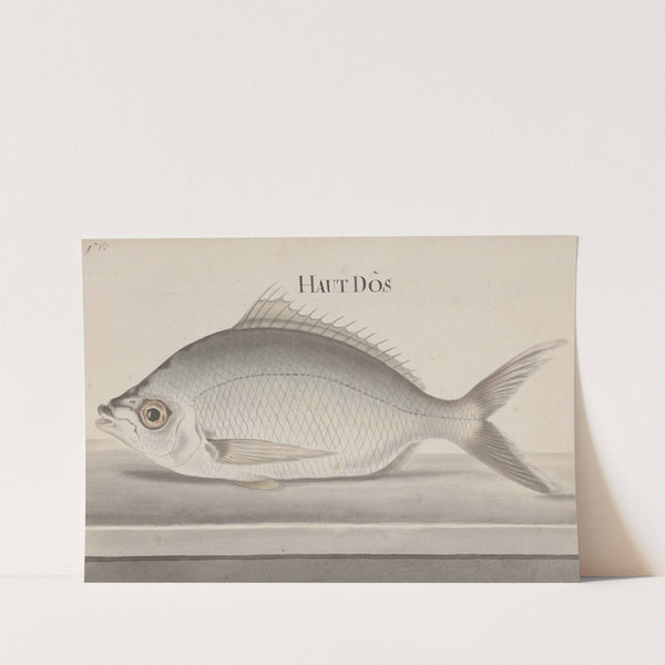 Natural history of Saint Domingue Pl.072 by René de Rabié