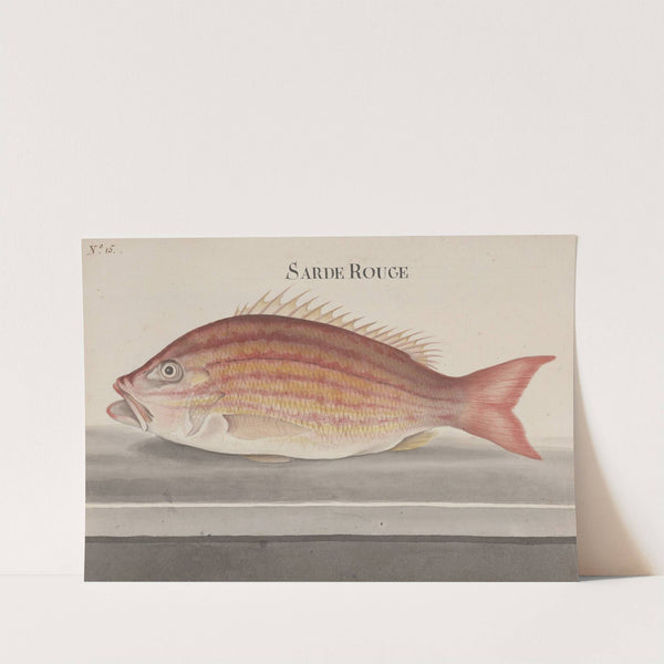 Natural history of Saint Domingue Pl.074 by René de Rabié