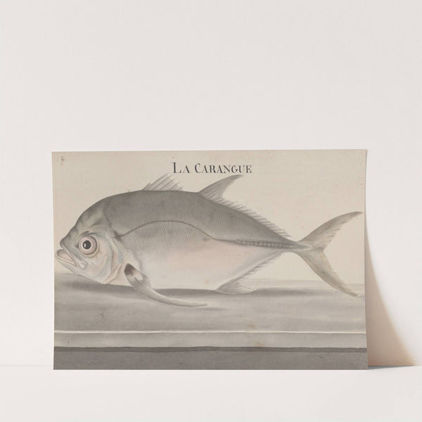 Natural history of Saint Domingue Pl.078 by René de Rabié