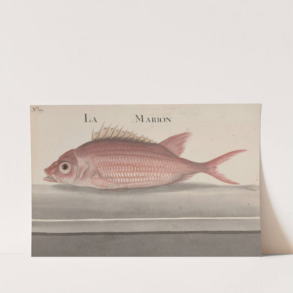 Natural history of Saint Domingue Pl.079 by René de Rabié