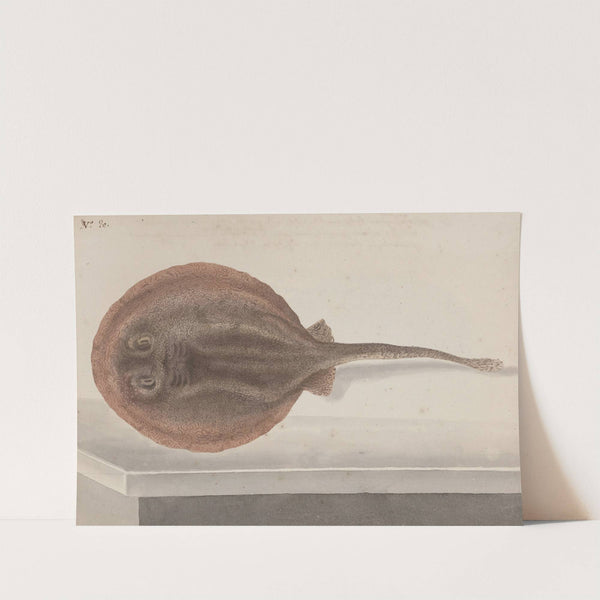 Natural history of Saint Domingue Pl.080 by René de Rabié