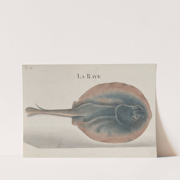 Natural history of Saint Domingue Pl.081 by René de Rabié