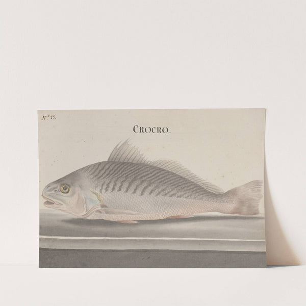 Natural history of Saint Domingue Pl.082 by René de Rabié