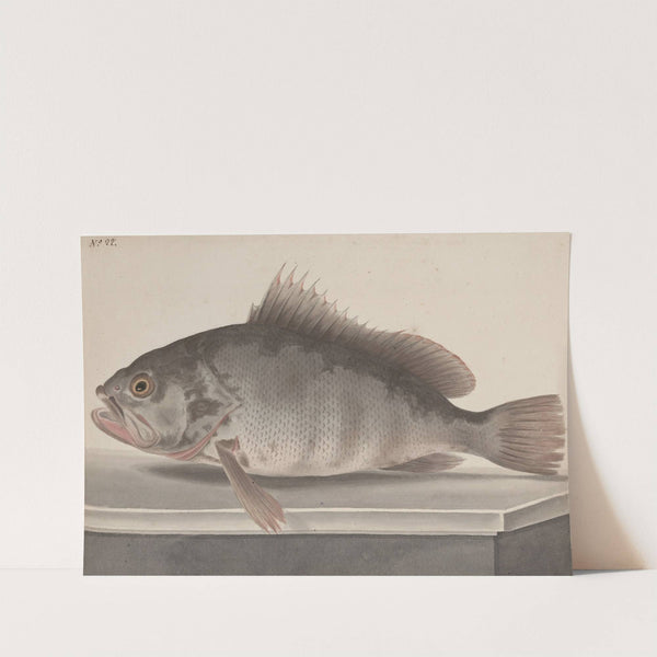 Natural history of Saint Domingue Pl.085 by René de Rabié