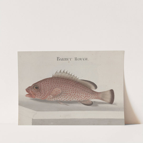 Natural history of Saint Domingue Pl.086 by René de Rabié