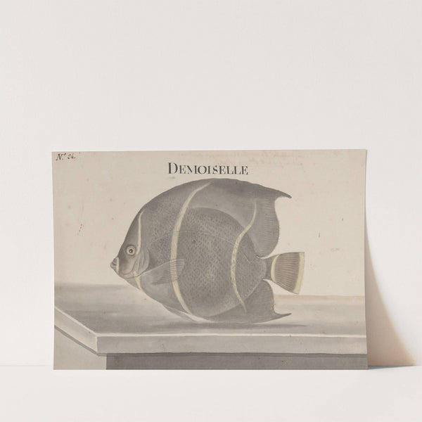 Natural history of Saint Domingue Pl.087 by René de Rabié