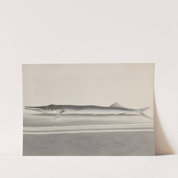 Natural history of Saint Domingue Pl.090 by René de Rabié