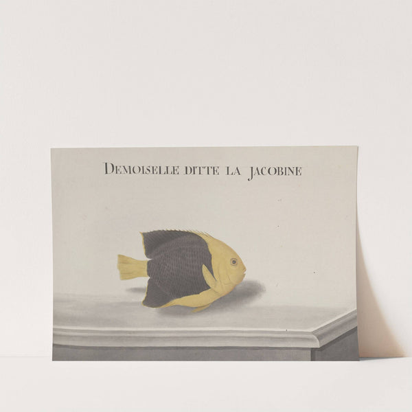 Natural history of Saint Domingue Pl.091 by René de Rabié