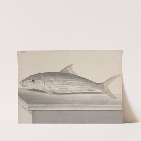 Natural history of Saint Domingue Pl.092 by René de Rabié