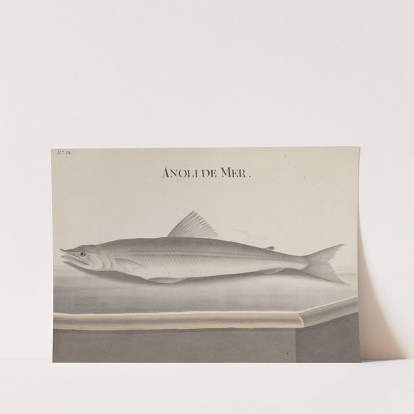 Natural history of Saint Domingue Pl.093 by René de Rabié