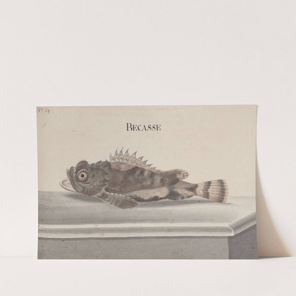 Natural history of Saint Domingue Pl.094 by René de Rabié