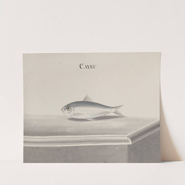 Natural history of Saint Domingue Pl.096 by René de Rabié