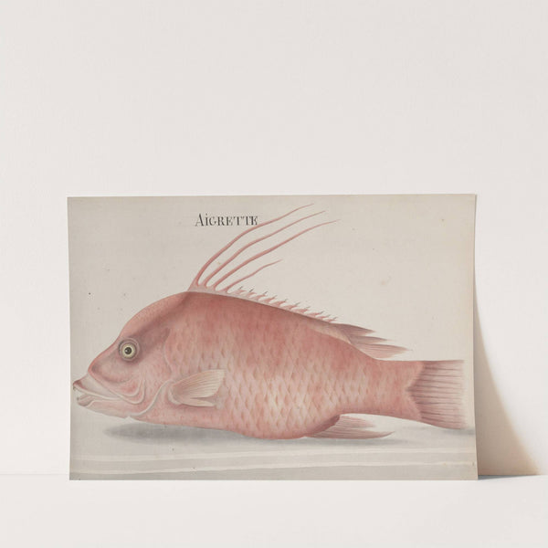 Natural history of Saint Domingue Pl.097 by René de Rabié