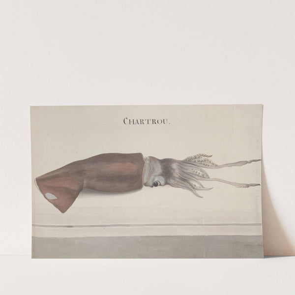 Natural history of Saint Domingue Pl.099 by René de Rabié