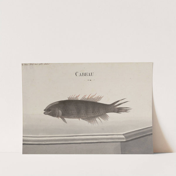 Natural history of Saint Domingue Pl.102 by René de Rabié