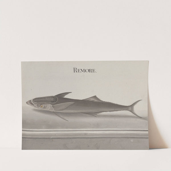 Natural history of Saint Domingue Pl.103 by René de Rabié