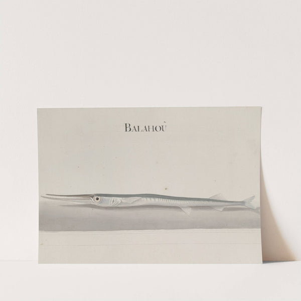 Natural history of Saint Domingue Pl.104 by René de Rabié