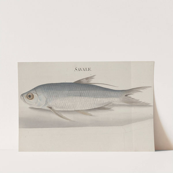 Natural history of Saint Domingue Pl.105 by René de Rabié