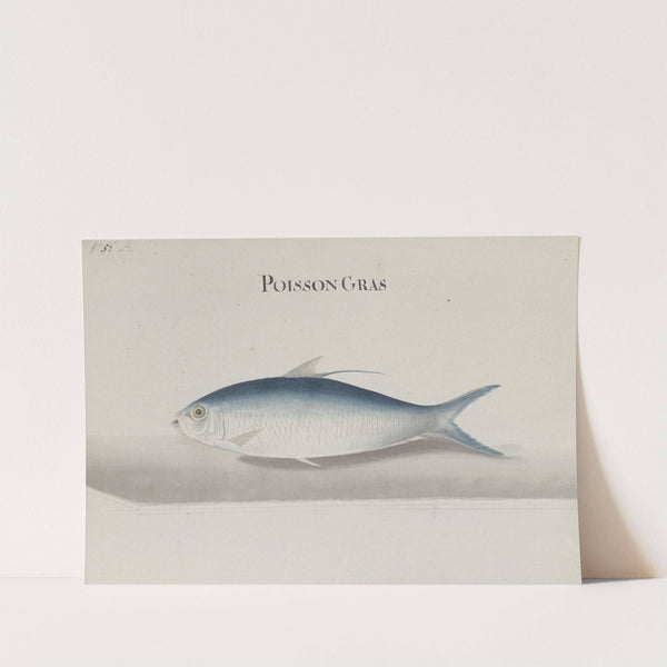 Natural history of Saint Domingue Pl.108 by René de Rabié