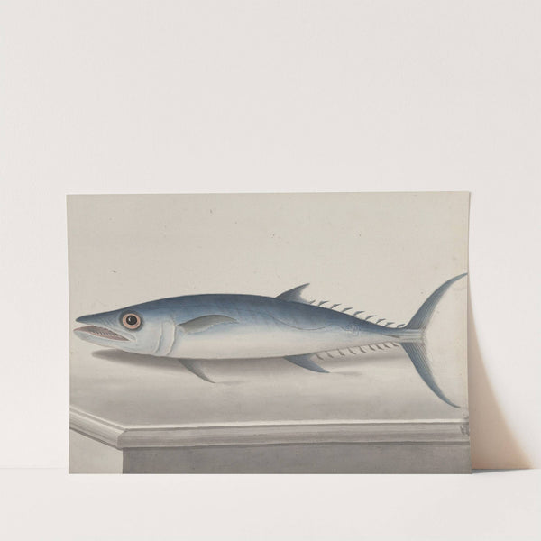 Natural history of Saint Domingue Pl.109 by René de Rabié