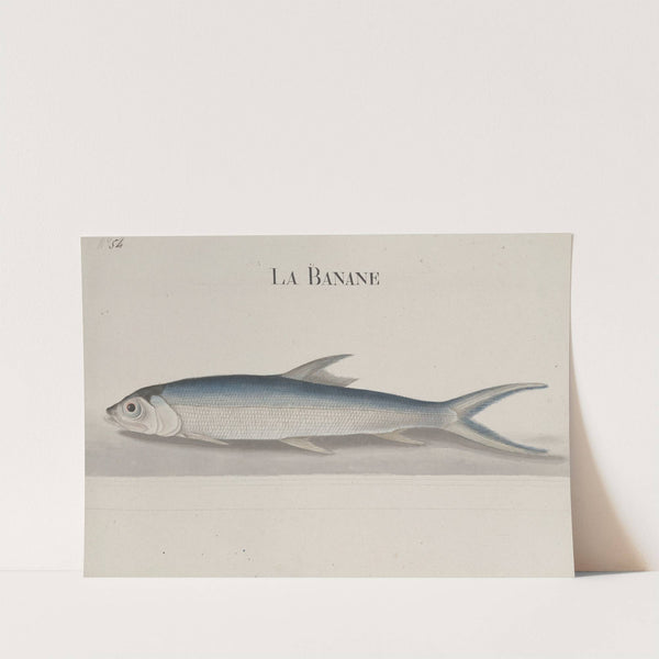 Natural history of Saint Domingue Pl.110 by René de Rabié