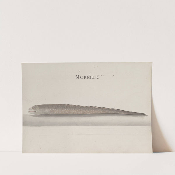 Natural history of Saint Domingue Pl.111 by René de Rabié