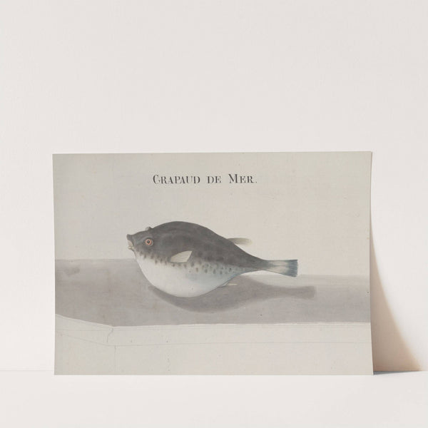 Natural history of Saint Domingue Pl.113 by René de Rabié