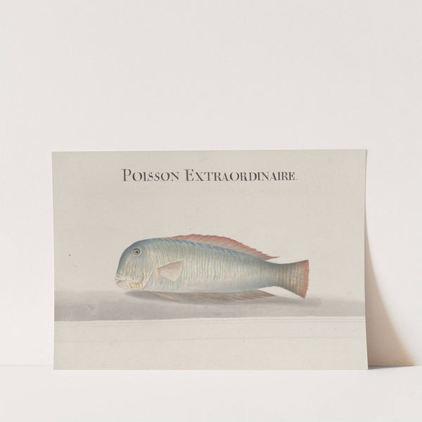 Natural history of Saint Domingue Pl.114 by René de Rabié