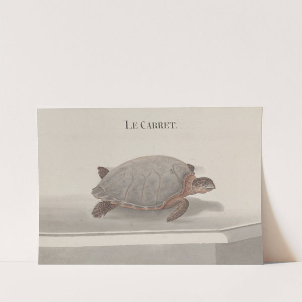 Natural history of Saint Domingue Pl.118 by René de Rabié