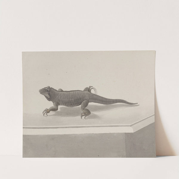 Natural history of Saint Domingue Pl.119 by René de Rabié