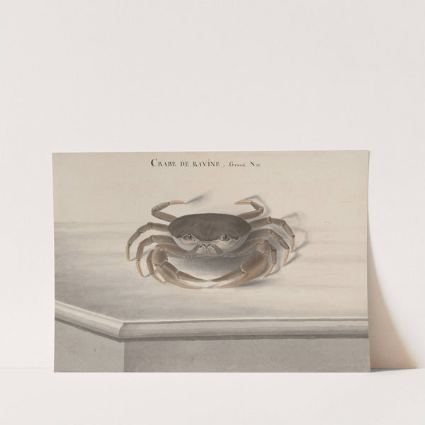 Natural history of Saint Domingue Pl.121 (1766) by René de Rabié