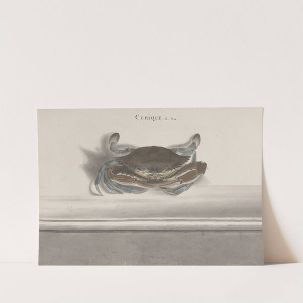 Natural history of Saint Domingue Pl.126 (1766) by René de Rabié