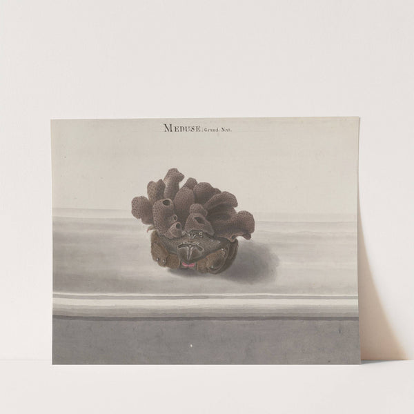 Natural history of Saint Domingue Pl.127 (1766) by René de Rabié