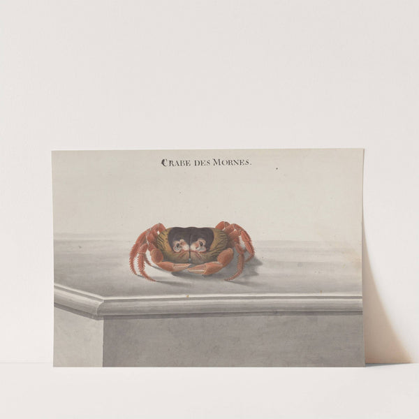 Natural history of Saint Domingue Pl.129 (1766) by René de Rabié