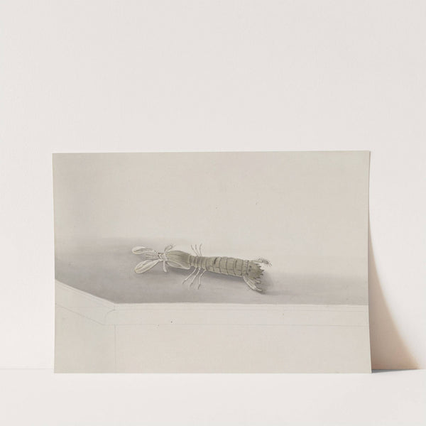 Natural history of Saint Domingue Pl.131 (1766) by René de Rabié