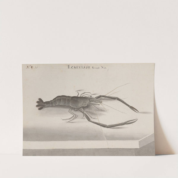 Natural history of Saint Domingue Pl.132 (1766) by René de Rabié