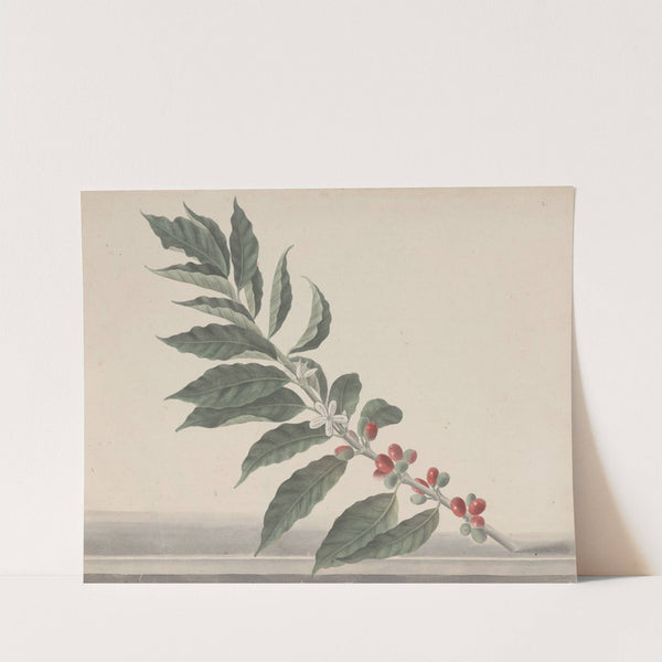 Natural history of Saint Domingue Pl.134 by René de Rabié