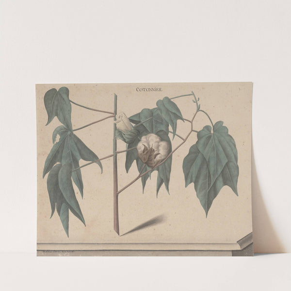 Natural history of Saint Domingue Pl.135 by René de Rabié