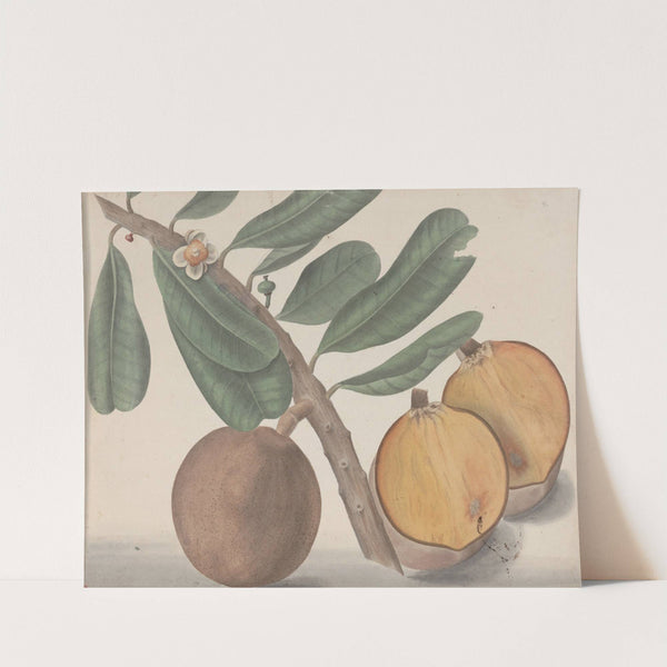 Natural history of Saint Domingue Pl.140 by René de Rabié