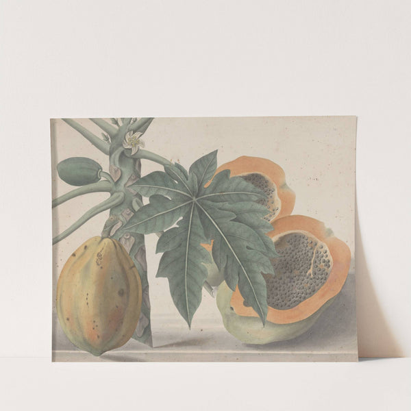 Natural history of Saint Domingue Pl.141 (1766) by René de Rabié