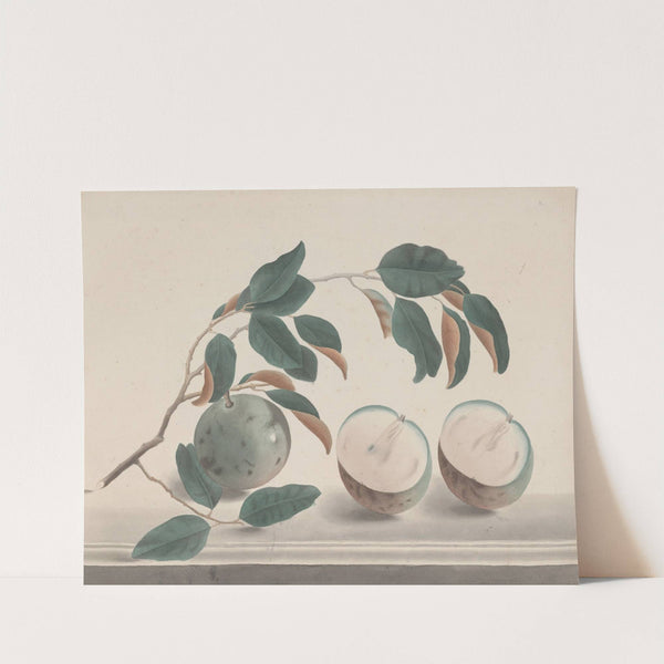 Natural history of Saint Domingue Pl.142 (1766) by René de Rabié