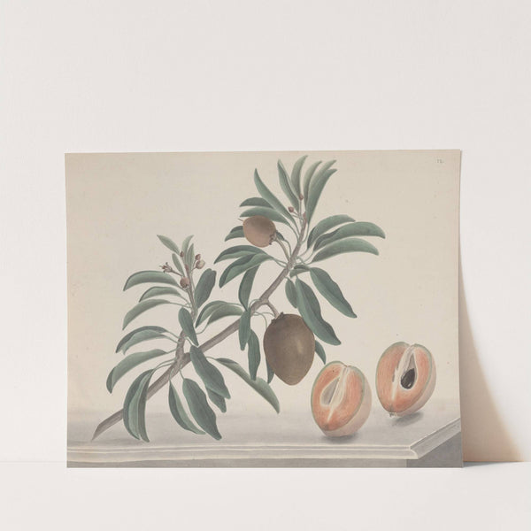 Natural history of Saint Domingue Pl.144 (1766) by René de Rabié