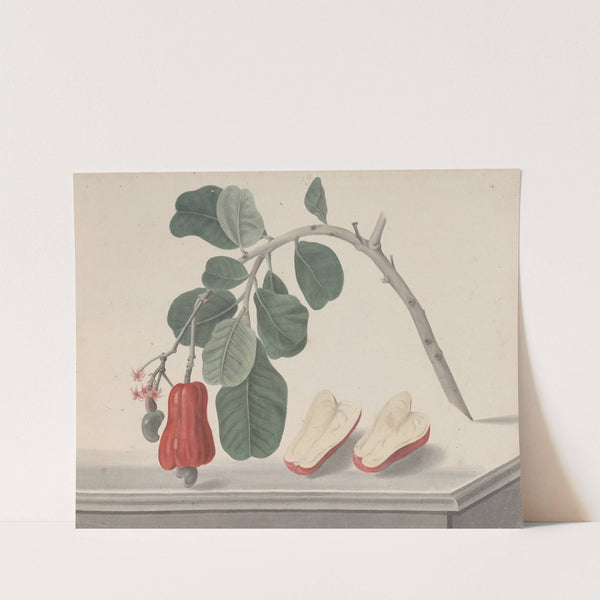 Natural history of Saint Domingue Pl.145 (1766) by René de Rabié