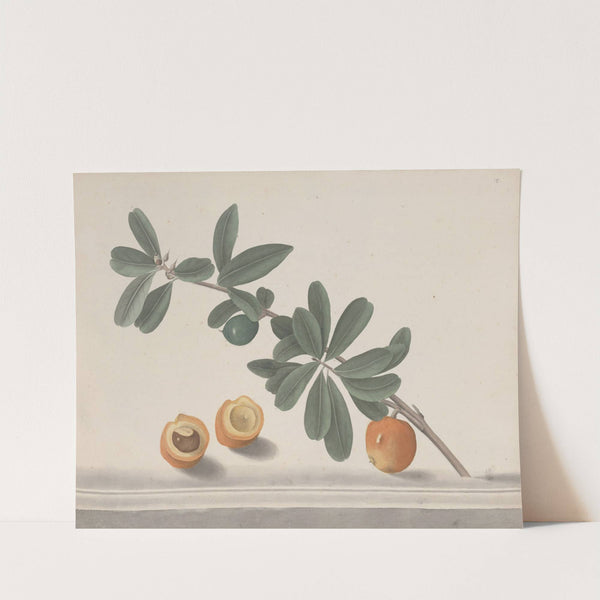 Natural history of Saint Domingue Pl.146 (1766) by René de Rabié