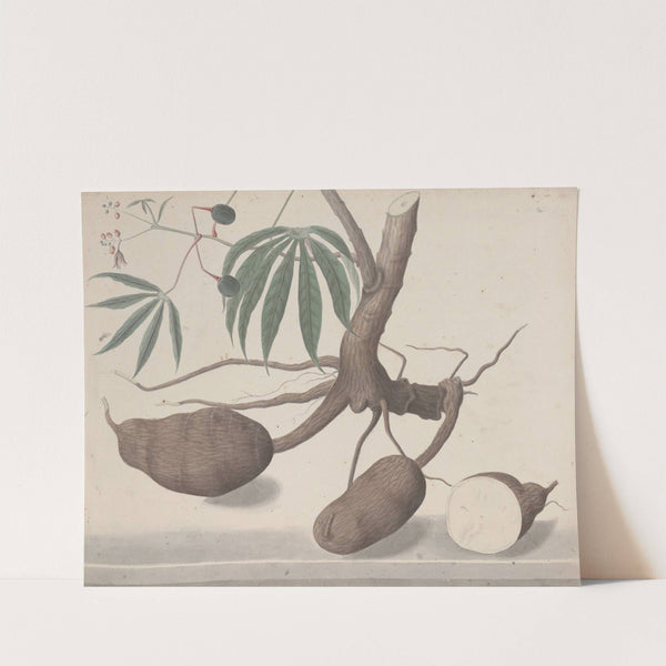 Natural history of Saint Domingue Pl.147 (1766) by René de Rabié