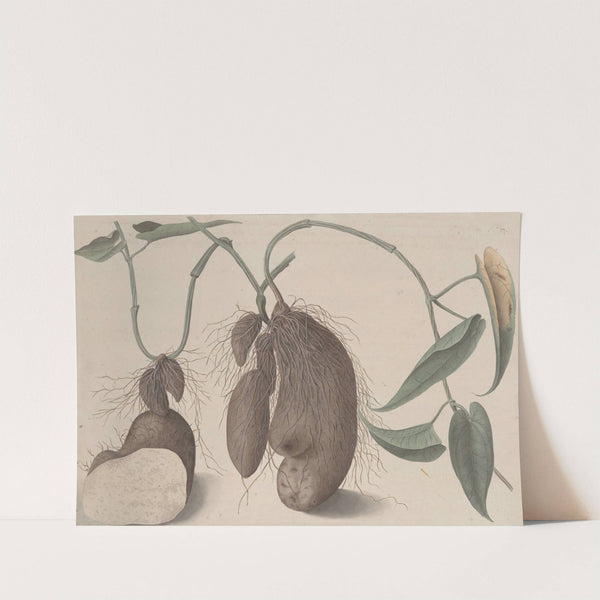 Natural history of Saint Domingue Pl.148 (1766) by René de Rabié