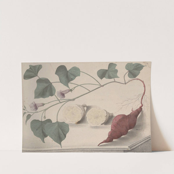 Natural history of Saint Domingue Pl.149 (1766) by René de Rabié