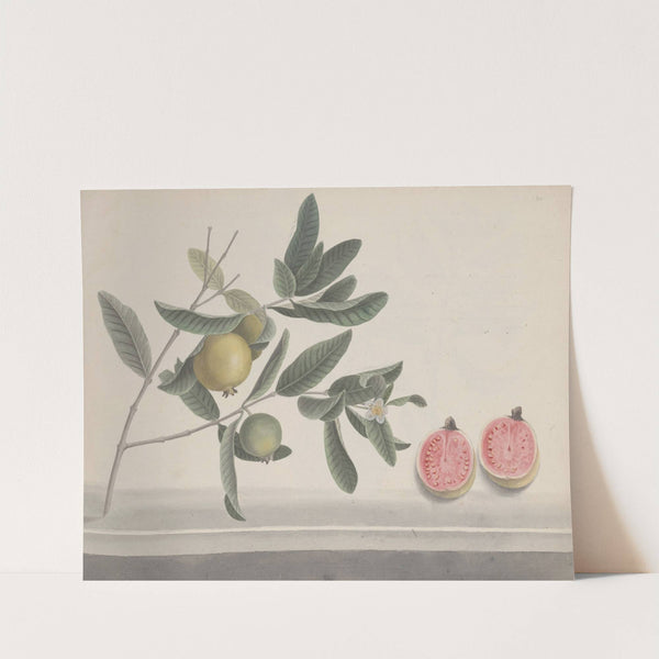 Natural history of Saint Domingue Pl.152 (1766) by René de Rabié