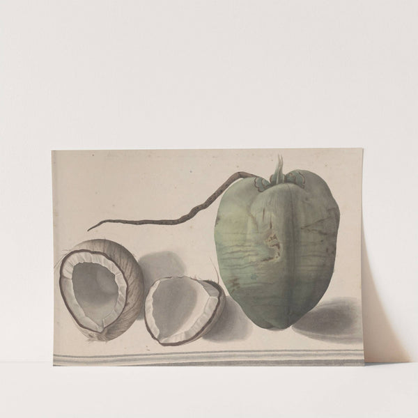 Natural history of Saint Domingue Pl.157 by René de Rabié